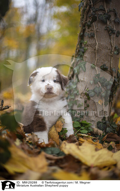 Miniature Australian Shepherd puppy / MW-29288