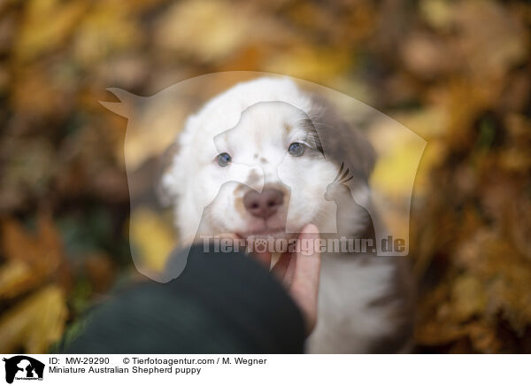 Miniature Australian Shepherd Welpe / Miniature Australian Shepherd puppy / MW-29290