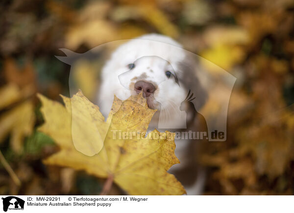 Miniature Australian Shepherd puppy / MW-29291