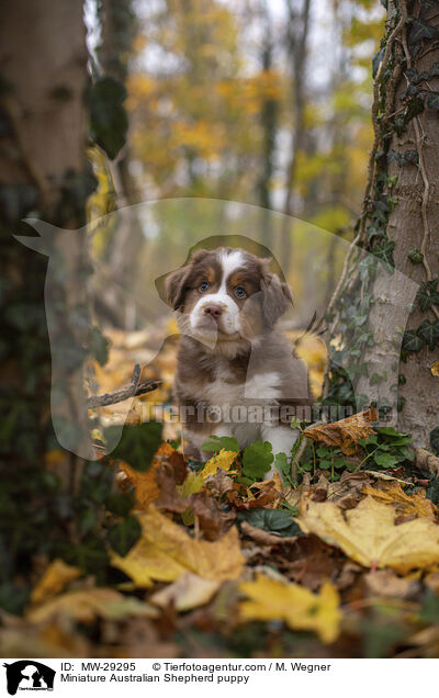 Miniature Australian Shepherd puppy / MW-29295