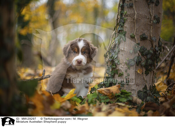 Miniature Australian Shepherd puppy / MW-29297