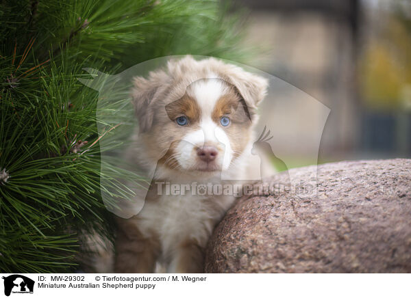 Miniature Australian Shepherd puppy / MW-29302