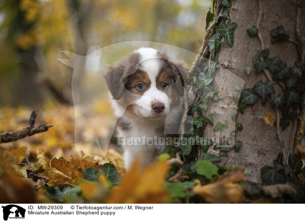 Miniature Australian Shepherd puppy / MW-29309