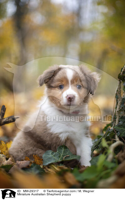 Miniature Australian Shepherd puppy / MW-29317