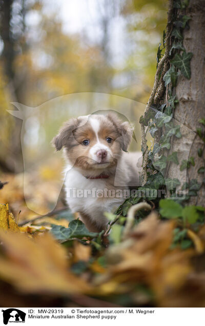 Miniature Australian Shepherd puppy / MW-29319