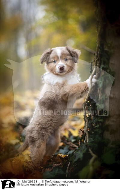 Miniature Australian Shepherd Welpe / Miniature Australian Shepherd puppy / MW-29323