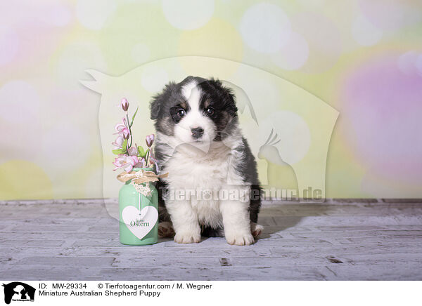 Miniature Australian Shepherd Welpe / Miniature Australian Shepherd Puppy / MW-29334