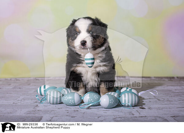 Miniature Australian Shepherd Welpe / Miniature Australian Shepherd Puppy / MW-29336