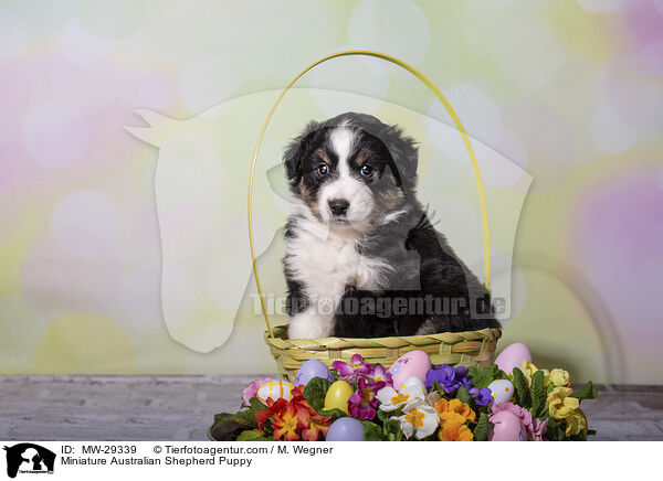 Miniature Australian Shepherd Welpe / Miniature Australian Shepherd Puppy / MW-29339