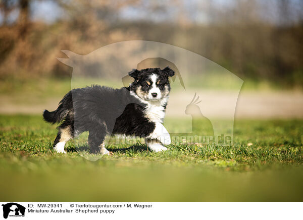 Miniature Australian Shepherd puppy / MW-29341