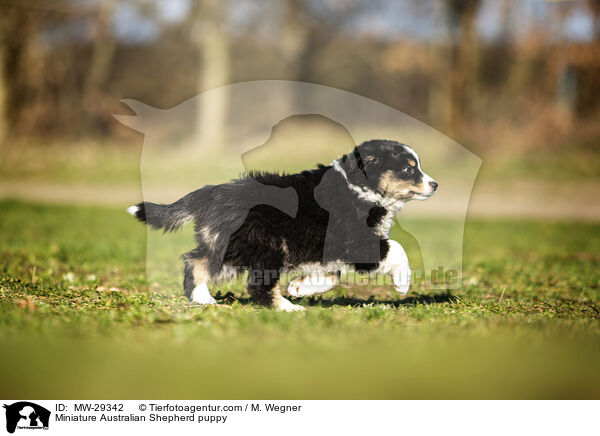Miniature Australian Shepherd puppy / MW-29342