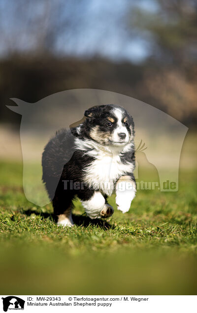 Miniature Australian Shepherd puppy / MW-29343