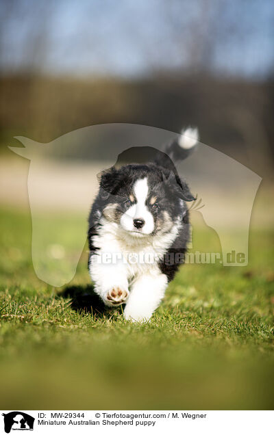 Miniature Australian Shepherd puppy / MW-29344