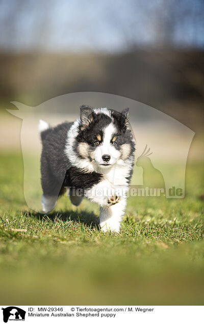 Miniature Australian Shepherd puppy / MW-29346