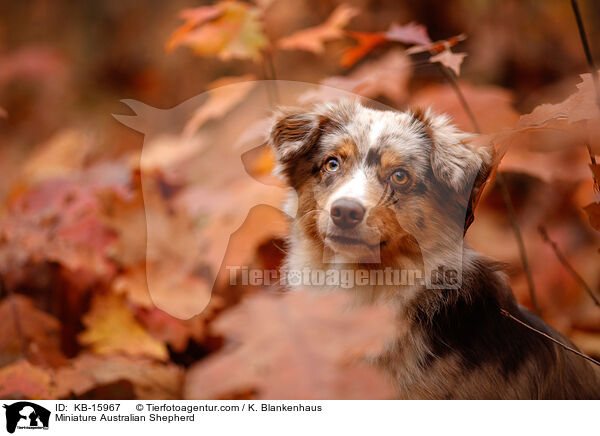 Miniature Australian Shepherd / KB-15967