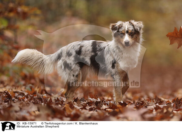 Miniature Australian Shepherd / KB-15971