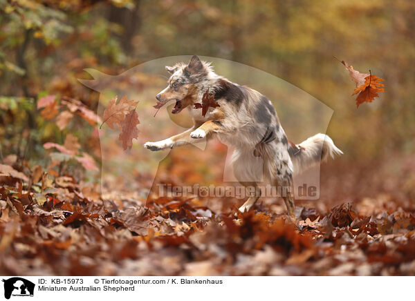Miniature Australian Shepherd / KB-15973