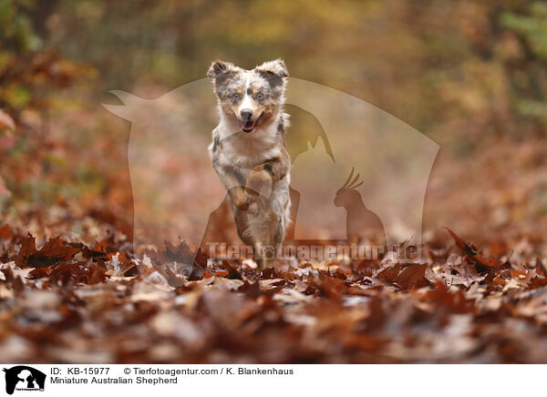 Miniature Australian Shepherd / KB-15977