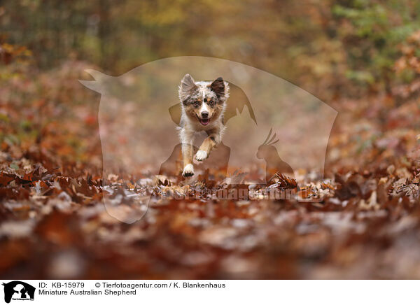 Miniature Australian Shepherd / KB-15979