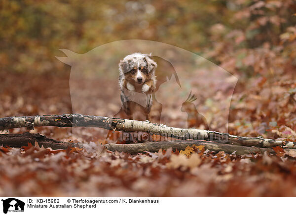 Miniature Australian Shepherd / KB-15982