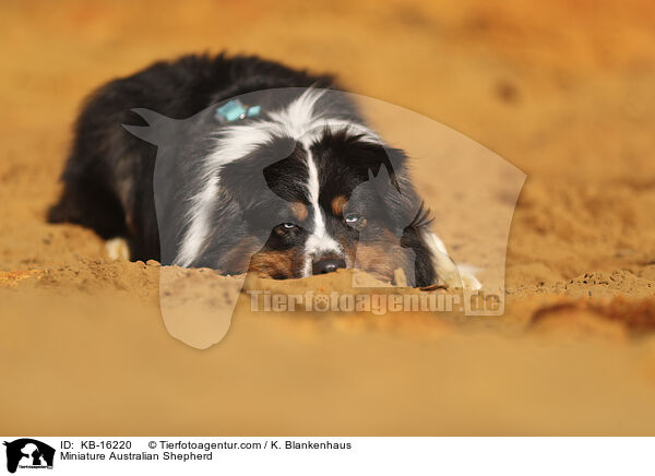 Miniature Australian Shepherd / KB-16220