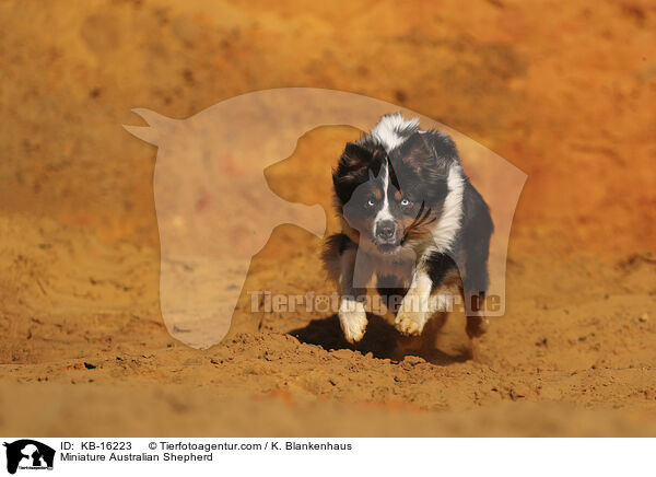 Miniature Australian Shepherd / KB-16223