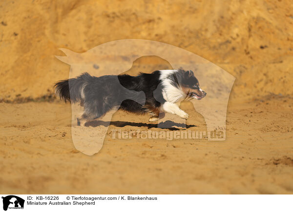 Miniature Australian Shepherd / KB-16226