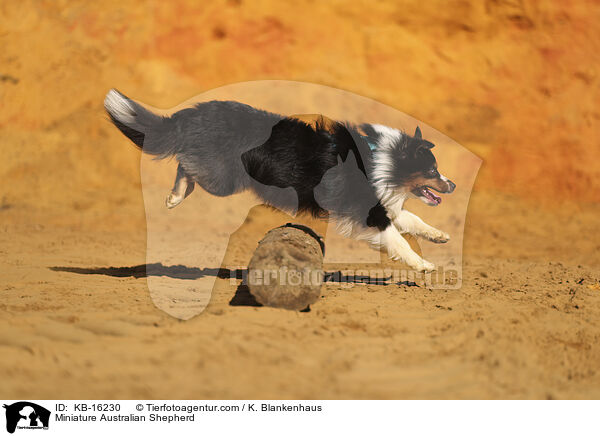 Miniature Australian Shepherd / KB-16230