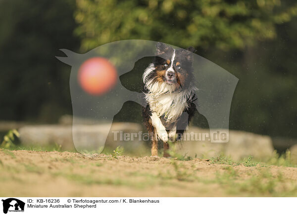 Miniature Australian Shepherd / KB-16236