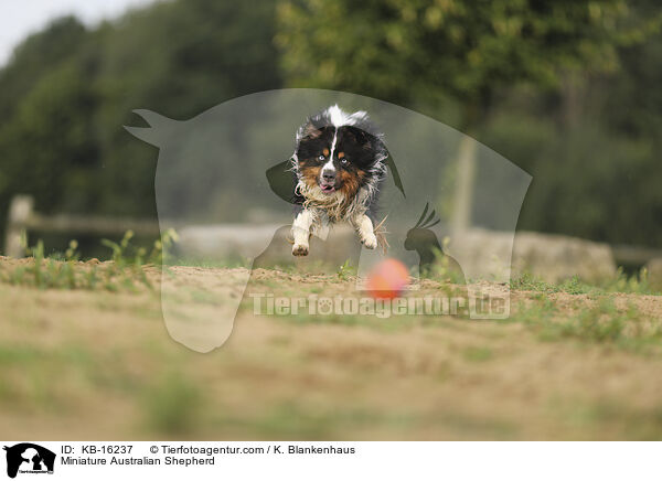 Miniature Australian Shepherd / KB-16237