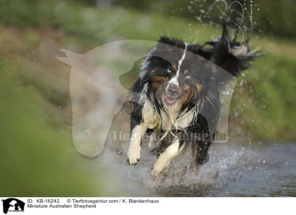 Miniature Australian Shepherd / Miniature Australian Shepherd / KB-16242