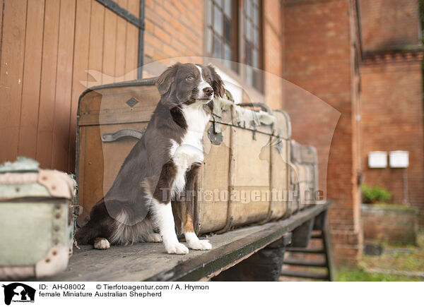 Miniature Australian Shepherd Hndin / female Miniature Australian Shepherd / AH-08002