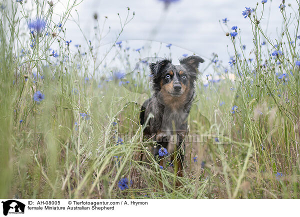 Miniature Australian Shepherd Hndin / female Miniature Australian Shepherd / AH-08005