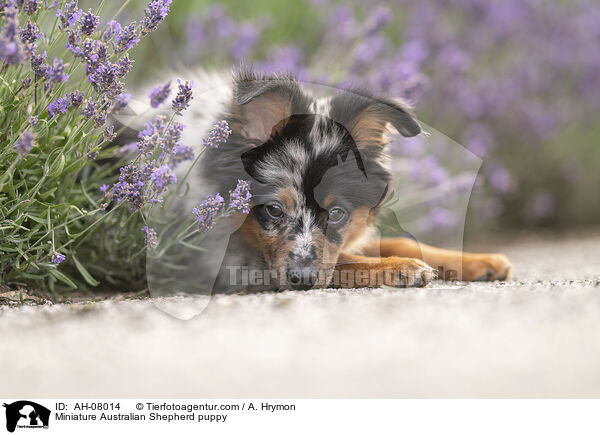 Miniature Australian Shepherd Welpe / Miniature Australian Shepherd puppy / AH-08014