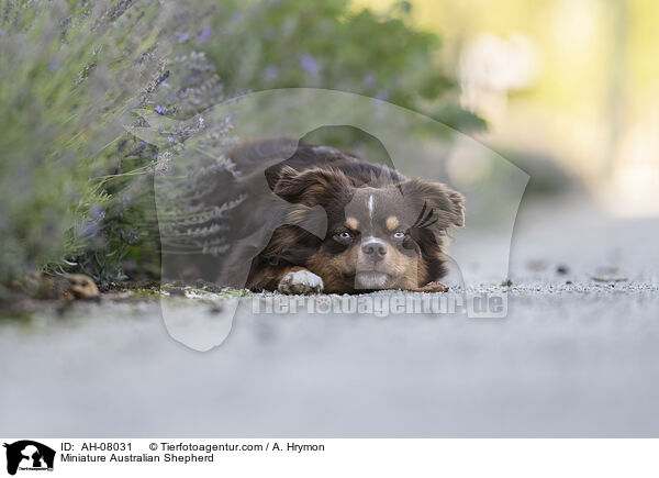 Miniature Australian Shepherd / Miniature Australian Shepherd / AH-08031