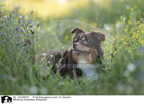 Miniature Australian Shepherd / Miniature Australian Shepherd / AH-08037