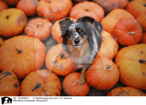 Miniature Australian Shepherd / Miniature Australian Shepherd / AH-08041