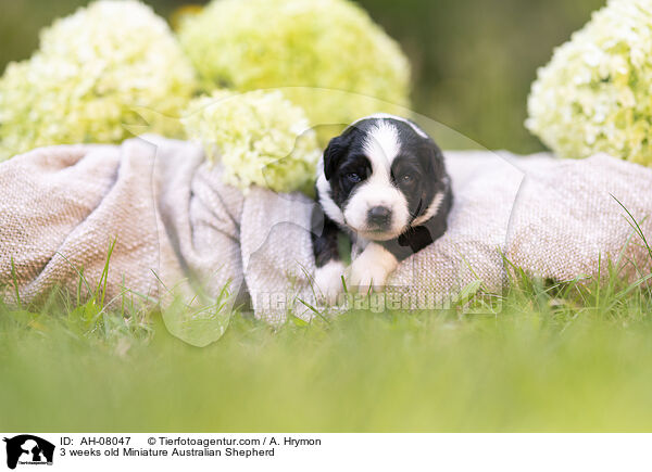 3 Wochen alter Miniature Australian Shepherd / 3 weeks old Miniature Australian Shepherd / AH-08047