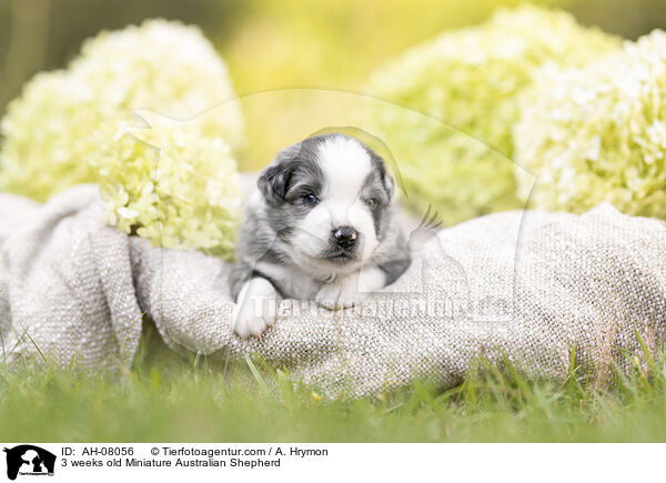 3 Wochen alter Miniature Australian Shepherd / 3 weeks old Miniature Australian Shepherd / AH-08056