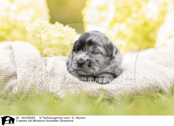 3 Wochen alter Miniature Australian Shepherd / 3 weeks old Miniature Australian Shepherd / AH-08069