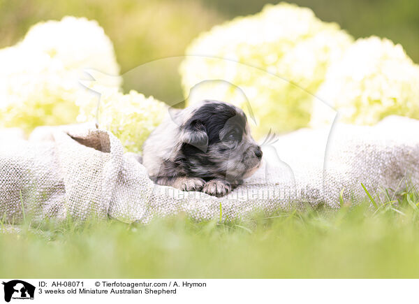3 Wochen alter Miniature Australian Shepherd / 3 weeks old Miniature Australian Shepherd / AH-08071