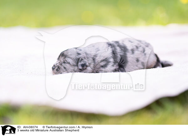 3 Wochen alter Miniature Australian Shepherd / 3 weeks old Miniature Australian Shepherd / AH-08074