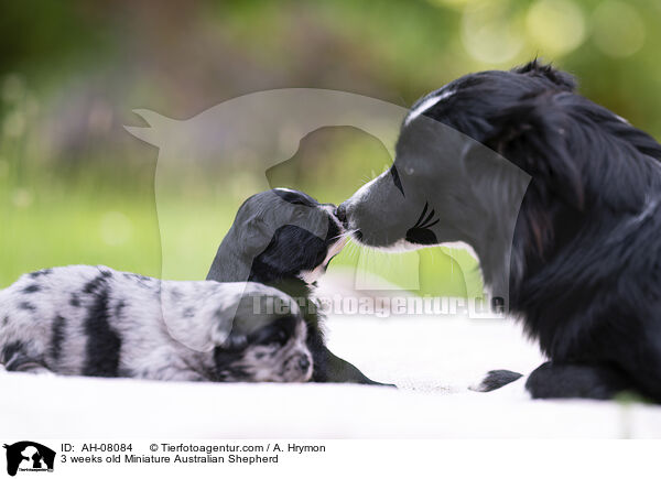 3 Wochen alter Miniature Australian Shepherd / 3 weeks old Miniature Australian Shepherd / AH-08084