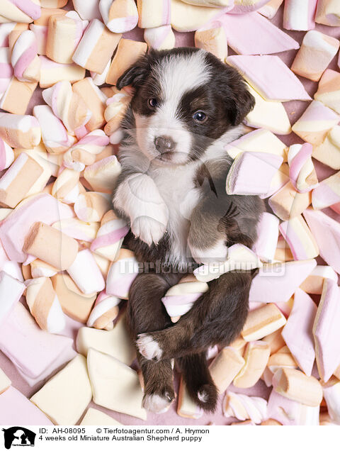 4 Wochen alter Miniature Australian Shepherd Welpe / 4 weeks old Miniature Australian Shepherd puppy / AH-08095