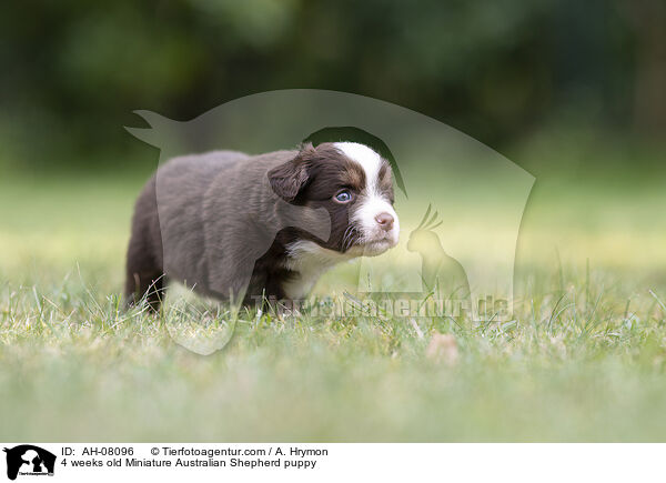 4 Wochen alter Miniature Australian Shepherd Welpe / 4 weeks old Miniature Australian Shepherd puppy / AH-08096