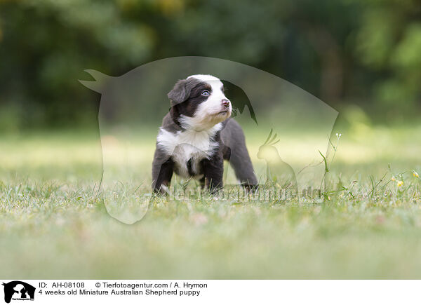 4 Wochen alter Miniature Australian Shepherd Welpe / 4 weeks old Miniature Australian Shepherd puppy / AH-08108