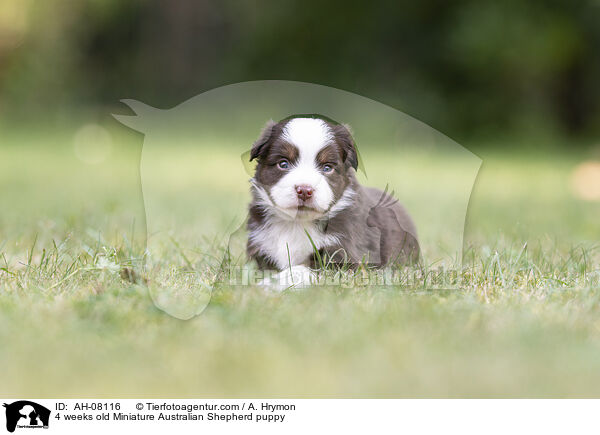 4 Wochen alter Miniature Australian Shepherd Welpe / 4 weeks old Miniature Australian Shepherd puppy / AH-08116