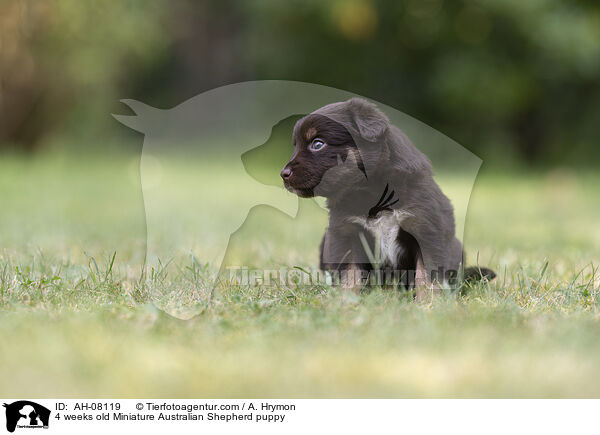 4 Wochen alter Miniature Australian Shepherd Welpe / 4 weeks old Miniature Australian Shepherd puppy / AH-08119