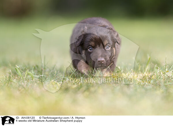 4 Wochen alter Miniature Australian Shepherd Welpe / 4 weeks old Miniature Australian Shepherd puppy / AH-08120