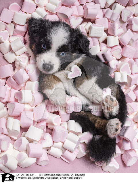 5 Wochen alter Miniature Australian Shepherd Welpe / 5 weeks old Miniature Australian Shepherd puppy / AH-08121